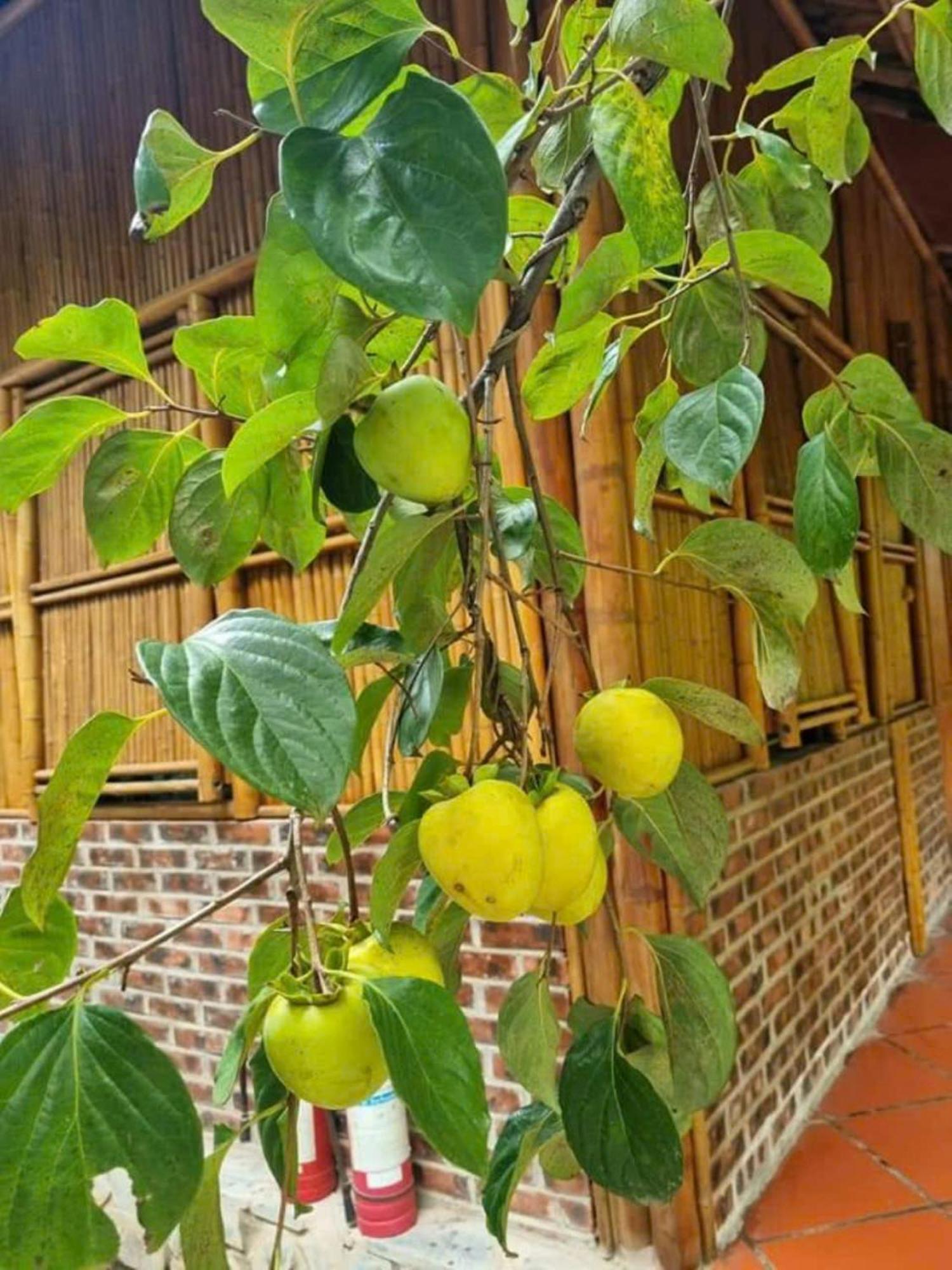 Hoalu Backpacker Homestay นิญบิ่ญ ภายนอก รูปภาพ